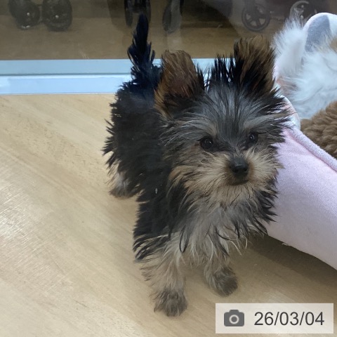 埼玉県のヨークシャーテリア (ペットプラス 羽生店/2025年12月4日生まれ/男の子/スチールブルータン)の子犬の4枚目の画像