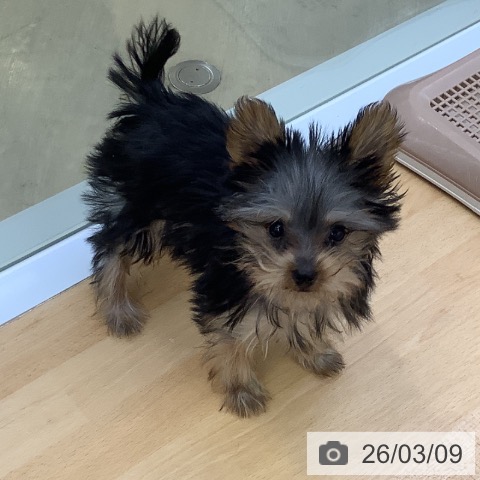 埼玉県のヨークシャーテリア (ペットプラス 羽生店/2025年12月4日生まれ/男の子/スチールブルータン)の子犬の3枚目の画像