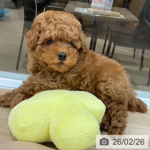 福岡県のトイプードル(トイ) (ペットプラス 八幡東店/2025年12月25日生まれ/男の子/レッド)の子犬の4枚目の画像