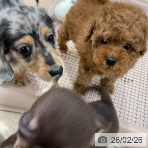 福岡県のトイプードル(トイ) (ペットプラス 八幡東店/2025年12月25日生まれ/男の子/レッド)の子犬の3枚目の画像