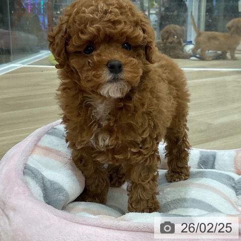 福岡県のトイプードル(トイ) (ペットプラス 香椎浜店/2025年12月25日生まれ/女の子/レッド)の子犬の3枚目の画像