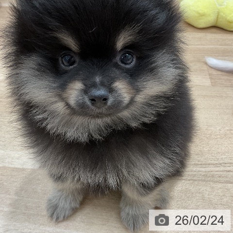 福岡県のポメラニアン (ペットプラス 八幡東店/2025年12月24日生まれ/男の子/ブラックタン)の子犬の4枚目の画像