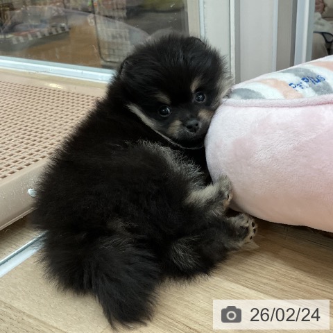 福岡県のポメラニアン (ペットプラス 八幡東店/2025年12月24日生まれ/男の子/ブラックタン)の子犬の3枚目の画像