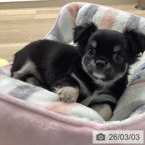 宮崎県のチワワ(ロング) (ペットプラス 宮崎店/2025年12月24日生まれ/女の子/ブラックタンホワイト)の子犬の4枚目の画像