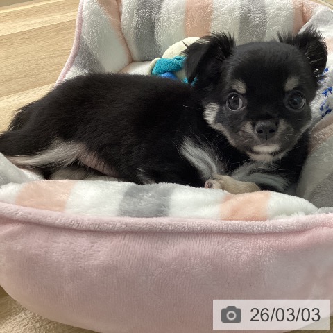 宮崎県のチワワ(ロング) (ペットプラス 宮崎店/2025年12月24日生まれ/女の子/ブラックタンホワイト)の子犬の3枚目の画像