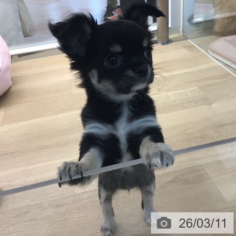 宮崎県のチワワ(ロング) (ペットプラス 宮崎店/2025年12月24日生まれ/女の子/ブラックタンホワイト)の子犬の3枚目の画像