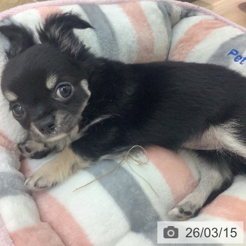 宮崎県のチワワ(ロング) (ペットプラス 宮崎店/2025年12月24日生まれ/女の子/ブラックタンホワイト)の子犬の3枚目の画像