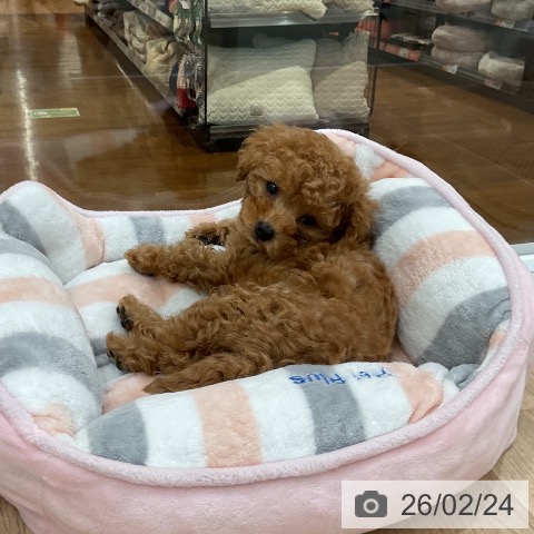 福岡県のトイプードル(トイ) (ペットプラス 八幡東店/2025年12月23日生まれ/男の子/アプリコット)の子犬の4枚目の画像
