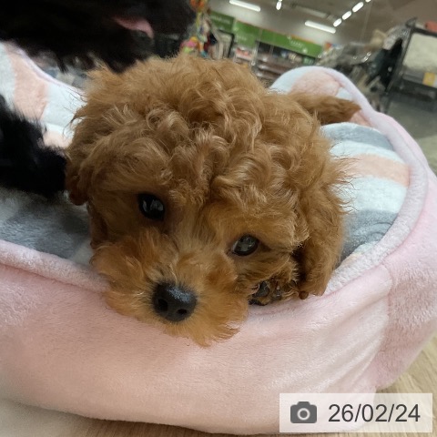 福岡県のトイプードル(トイ) (ペットプラス 八幡東店/2025年12月23日生まれ/男の子/アプリコット)の子犬の3枚目の画像