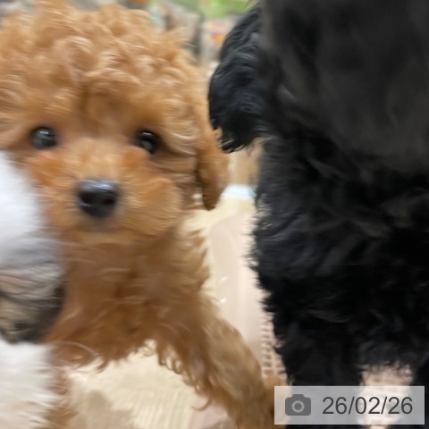 福岡県のトイプードル(トイ) (ペットプラス 八幡東店/2025年12月23日生まれ/男の子/アプリコット)の子犬の3枚目の画像