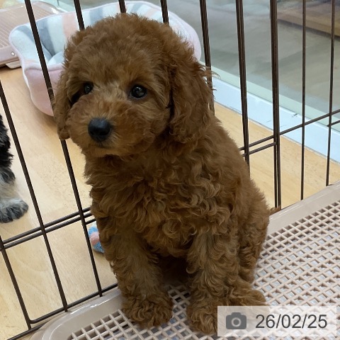 福岡県のトイプードル(トイ) (ペットプラス 福岡店/2025年12月23日生まれ/女の子/アプリコット)の子犬の4枚目の画像