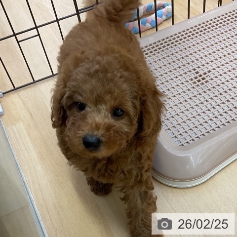 福岡県のトイプードル(トイ) (ペットプラス 福岡店/2025年12月23日生まれ/女の子/アプリコット)の子犬の3枚目の画像