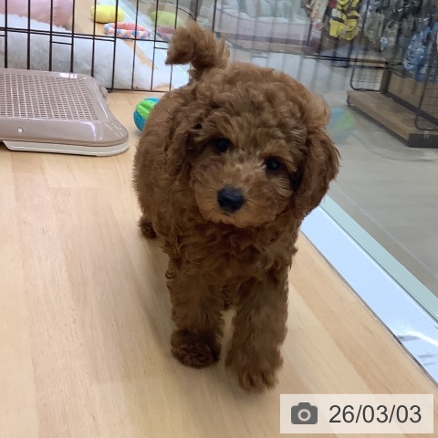 福岡県のトイプードル(トイ) (ペットプラス 福岡店/2025年12月23日生まれ/女の子/アプリコット)の子犬の3枚目の画像