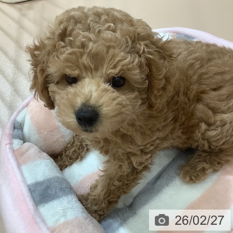 沖縄県のトイプードル(トイ) (ペットプラス 南風原店/2025年12月23日生まれ/女の子/アプリコット)の子犬の4枚目の画像