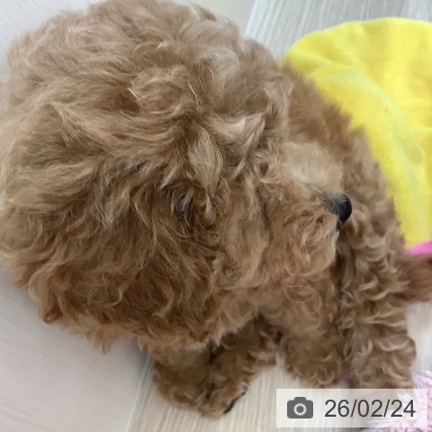 トイ・プードルの写真