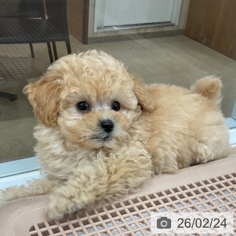 福岡県のトイプードル(トイ) (ペットプラス 八幡東店/2025年12月23日生まれ/女の子/クリーム)の子犬の4枚目の画像