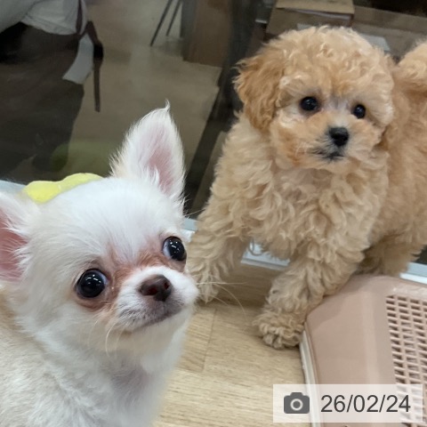 福岡県のトイプードル(トイ) (ペットプラス 八幡東店/2025年12月23日生まれ/女の子/クリーム)の子犬の3枚目の画像