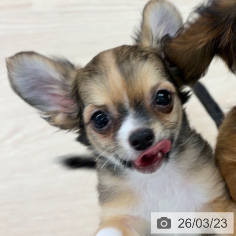 長崎県のチワワ(ロング) (ペットプラス 長崎店/2025年12月25日生まれ/男の子/フォーンホワイト)の子犬の4枚目の画像