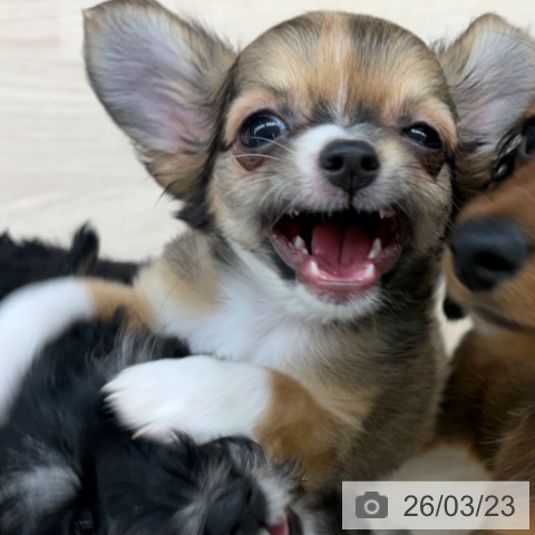 長崎県のチワワ(ロング) (ペットプラス 長崎店/2025年12月25日生まれ/男の子/フォーンホワイト)の子犬の3枚目の画像