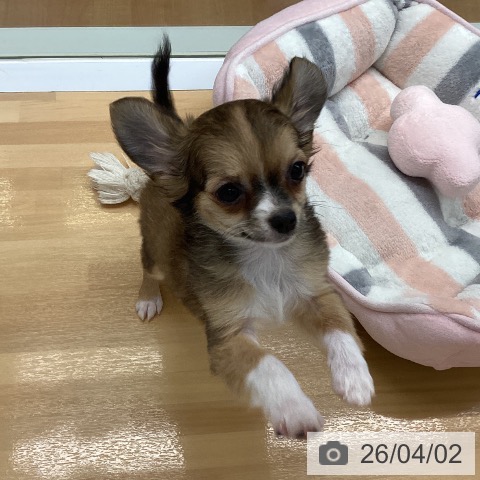 福岡県のチワワ(ロング) (ペットプラス 黒崎店/2025年12月25日生まれ/男の子/フォーンホワイト)の子犬の4枚目の画像