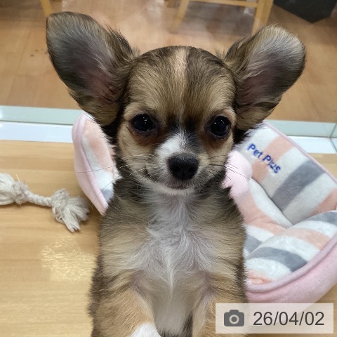 福岡県のチワワ(ロング) (ペットプラス 黒崎店/2025年12月25日生まれ/男の子/フォーンホワイト)の子犬の3枚目の画像