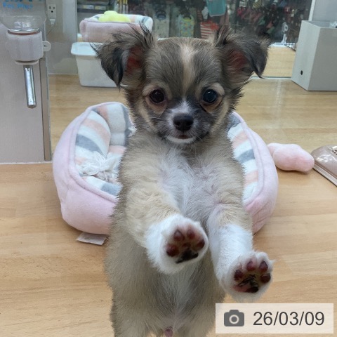 福岡県のチワワ(ロング) (ペットプラス 福岡店/2025年12月25日生まれ/男の子/フォーンホワイト)の子犬の4枚目の画像