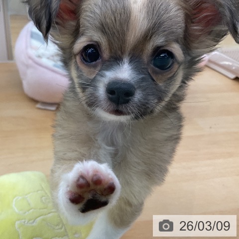 福岡県のチワワ(ロング) (ペットプラス 福岡店/2025年12月25日生まれ/男の子/フォーンホワイト)の子犬の3枚目の画像