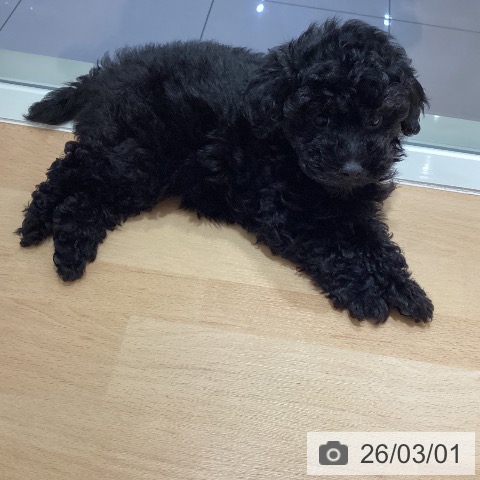 鹿児島県のトイプードル(トイ) (ペットプラス 姶良店/2025年12月23日生まれ/女の子/ブラック)の子犬の4枚目の画像