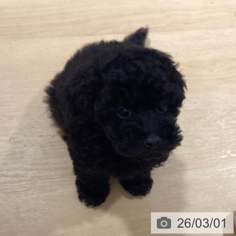 鹿児島県のトイプードル(トイ) (ペットプラス 姶良店/2025年12月23日生まれ/女の子/ブラック)の子犬の3枚目の画像