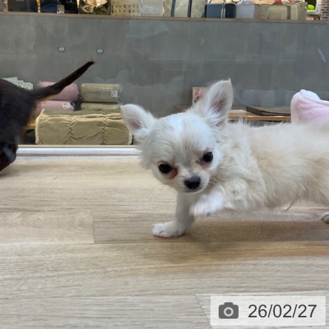 福岡県のチワワ(ロング) (ペットプラス 小倉南店/2025年12月25日生まれ/男の子/クリームホワイト)の子犬の4枚目の画像
