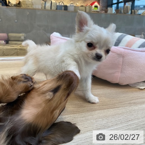福岡県のチワワ(ロング) (ペットプラス 小倉南店/2025年12月25日生まれ/男の子/クリームホワイト)の子犬の3枚目の画像