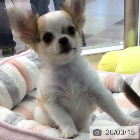 宮崎県のチワワ(ロング) (ペットプラス 宮崎店/2025年12月25日生まれ/男の子/レッドホワイト)の子犬の3枚目の画像