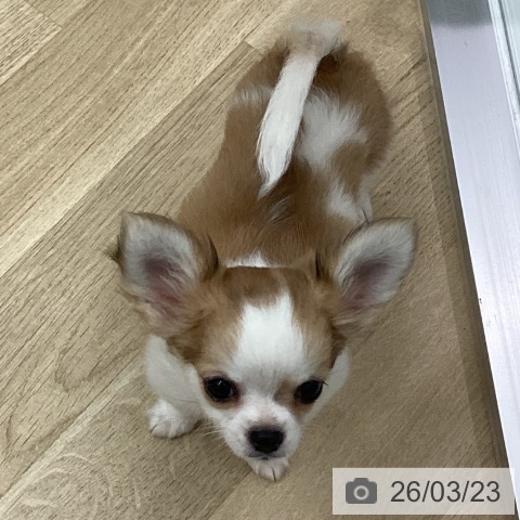 福岡県のチワワ(ロング) (ペットプラス 春日店/2025年12月25日生まれ/男の子/レッドホワイト)の子犬の3枚目の画像