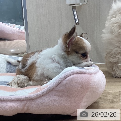 茨城県のチワワ(ロング) (ペットプラス つくば店/2025年12月25日生まれ/女の子/ホワイトレッド)の子犬の4枚目の画像