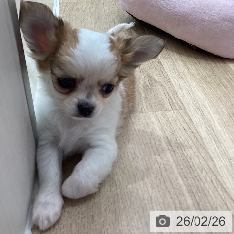 茨城県のチワワ(ロング) (ペットプラス つくば店/2025年12月25日生まれ/女の子/ホワイトレッド)の子犬の3枚目の画像