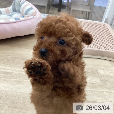 福岡県のトイプードル(トイ) (ペットプラス 春日店/2025年12月25日生まれ/男の子/レッドフォーン)の子犬の4枚目の画像