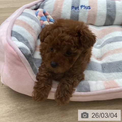 福岡県のトイプードル(トイ) (ペットプラス 春日店/2025年12月25日生まれ/男の子/レッドフォーン)の子犬の3枚目の画像