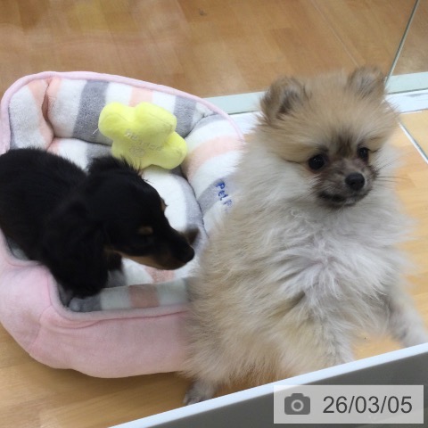 福岡県のポメラニアン (ペットプラス 黒崎店/2025年12月24日生まれ/女の子/オレンジ)の子犬の4枚目の画像