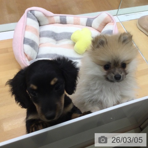 福岡県のポメラニアン (ペットプラス 黒崎店/2025年12月24日生まれ/女の子/オレンジ)の子犬の3枚目の画像