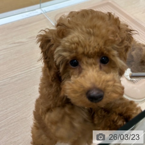 長崎県のトイプードル(トイ) (ペットプラス 長崎店/2025年12月20日生まれ/女の子/レッド)の子犬の4枚目の画像