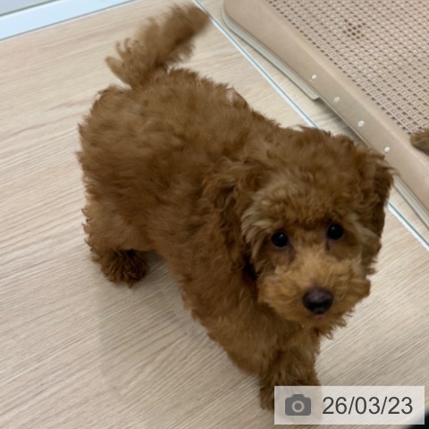 長崎県のトイプードル(トイ) (ペットプラス 長崎店/2025年12月20日生まれ/女の子/レッド)の子犬の3枚目の画像