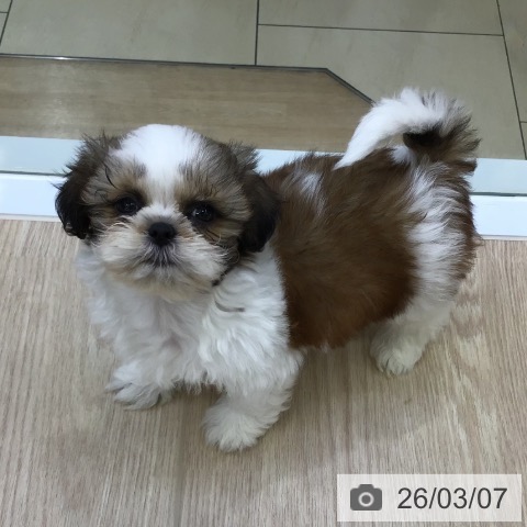 沖縄県のシーズー (ペットプラス 沖縄ライカム店/2025年12月17日生まれ/男の子/ゴールドホワイト)の子犬の4枚目の画像