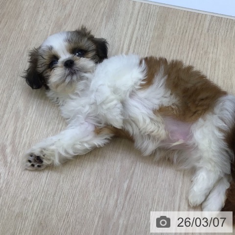 沖縄県のシーズー (ペットプラス 沖縄ライカム店/2025年12月17日生まれ/男の子/ゴールドホワイト)の子犬の3枚目の画像