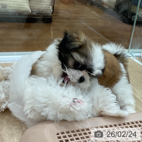 福岡県のシーズー (ペットプラス 八幡東店/2025年12月17日生まれ/男の子/ゴールドホワイト)の子犬の4枚目の画像