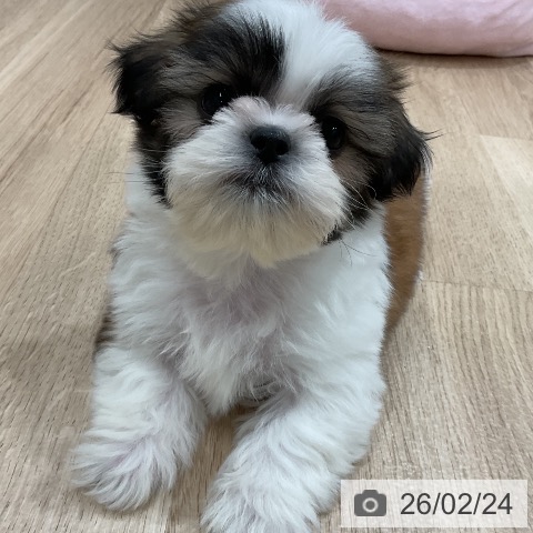 福岡県のシーズー (ペットプラス 八幡東店/2025年12月17日生まれ/男の子/ゴールドホワイト)の子犬の3枚目の画像