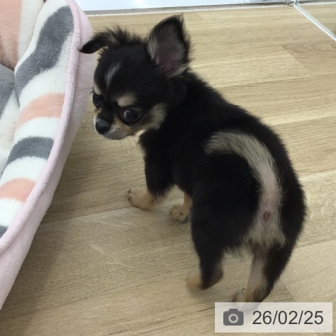 愛知県のチワワ(ロング) (ペットプラス 千音寺店/2025年12月24日生まれ/男の子/ブラックタンホワイト)の子犬の4枚目の画像