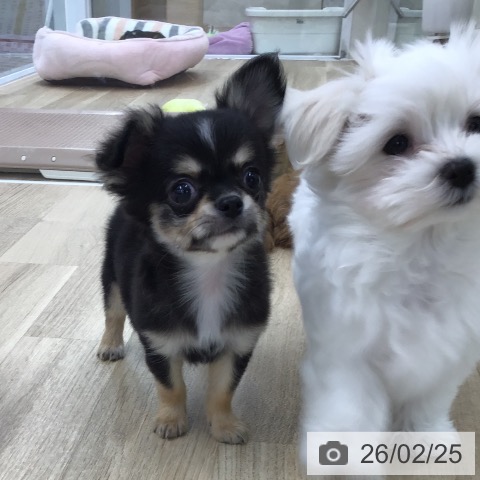 愛知県のチワワ(ロング) (ペットプラス 千音寺店/2025年12月24日生まれ/男の子/ブラックタンホワイト)の子犬の3枚目の画像