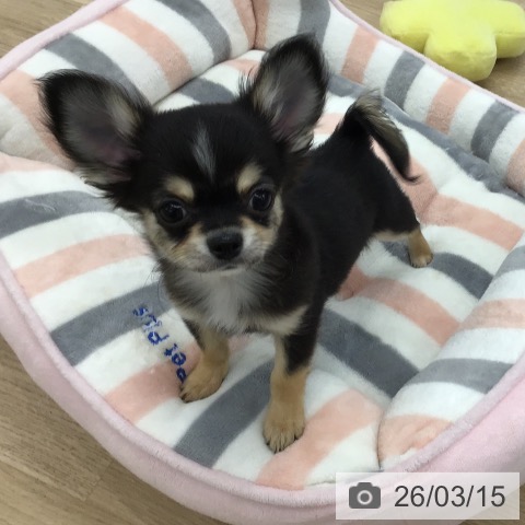 愛知県のチワワ(ロング) (ペットプラス 千音寺店/2025年12月24日生まれ/男の子/ブラックタンホワイト)の子犬の4枚目の画像