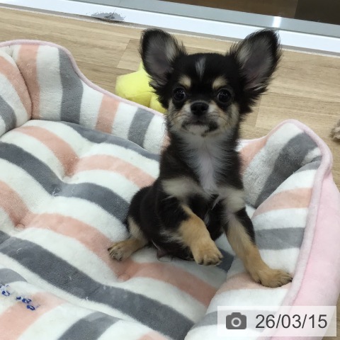 愛知県のチワワ(ロング) (ペットプラス 千音寺店/2025年12月24日生まれ/男の子/ブラックタンホワイト)の子犬の3枚目の画像