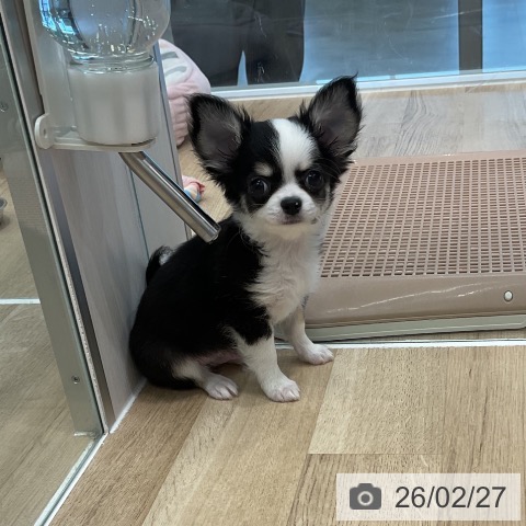 愛知県のチワワ(ロング) (ペットプラス 熱田店/2025年12月24日生まれ/男の子/ブラックタンホワイト)の子犬の3枚目の画像